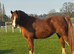 Well bred Chestnut Mare
