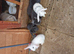 Litter of 5 lops mixed lion head lops