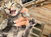 Beautiful kittens