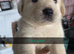 Labrador litter