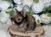 Vaccinated Pedigree English Angoras xxx