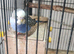 Budgies for sale black face and black wing