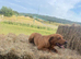Beautiful red fox labrador girl