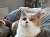 Adorable TICA Registered BSH Kittens