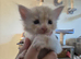 Baby Maine Coon Floofs