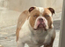 American bully pocket
