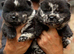 Beautiful lilac and Merle chow chow puppies