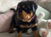 Beautiful KC Rottweiler puppies ready 18.10.26
