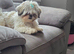 Gorgeous female shihztu