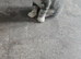Maine coon bloodline kittens