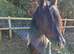 2 yr old cob x mare to make 13.2