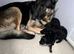 Kc registered German shepherd puppies
