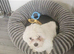 Maltese xxxs