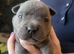frenchyxpocketbully