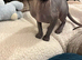 Sphynx