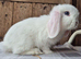 Blue eyed white mini lop.doe ready now