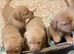 Fox red Labrador pups