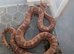 Scaleless hypo male corn snake