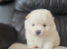 5 beautifull pomeranian baby's