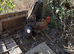 Pair blue copper marans 1 hen 1 cockerel