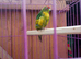 Kakariki