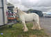 Gypsy cob
