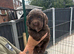 Sprocker