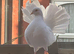 Garden fantail