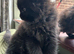 Beautiful Mainecoon kittens