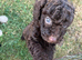 Miniature poodle mum, Toy x min dad