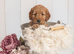 F1 Health Tested Miniature pups via a COUNCIL LICENSED BREEDER / POLICE DOG TRAINER