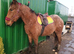 Irish draught x apploosa gelding