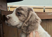 Cocker spaniel