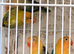 Aquas and aquas Euwing Fischer lovebirds available
