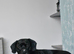 Lovely dog