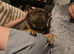 Rehoming French bulldog
