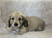 English cream long haired miniature dachshunds