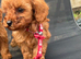 Cavapoo