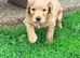 Stunning Male Goldendoodle