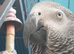 African grey