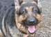 Female German Shepherd
