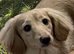 Cream kc reg Mini long hair Dachshunds