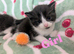 British Blue x kittens, wormed/flead/litter trained £80