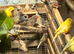 Stunning Zebra Finches