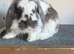 Mini lop buck