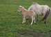 PALOMINO MUSHROOM SPSBS reg. mini colt foal