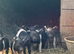 Saddleback piglets