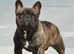 International Champion French Bulldog Available for STUD