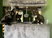 Kittens ready for forever home