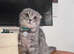 Female Scottish fold kitten